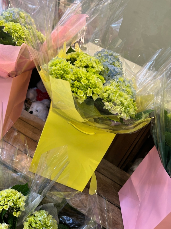 Hydrangea gift bag