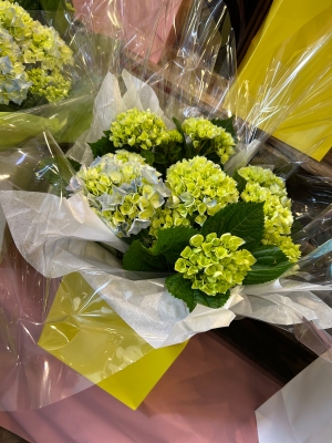 Hydrangea gift bag