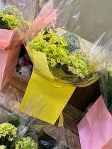 Hydrangea gift bag